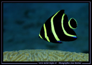 A Juvenil Butterfly fish in Bonaire... Que du Bonheur... ... by Michel Lonfat 